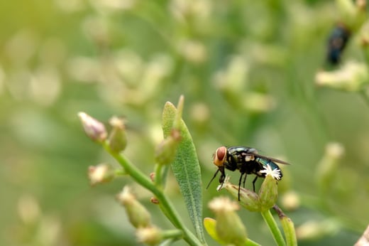 New World Screwworm - Canva photo