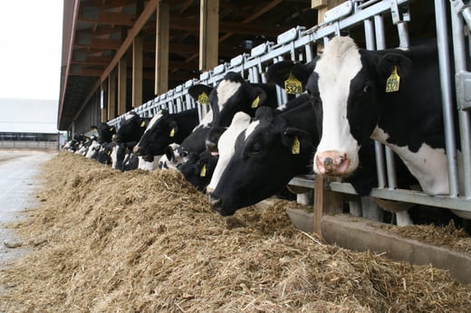 Rosy-Lane cows