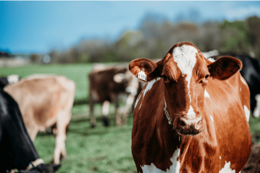 cow4