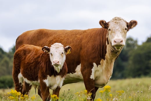 beef cattle