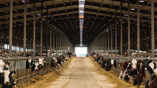 farm-cows